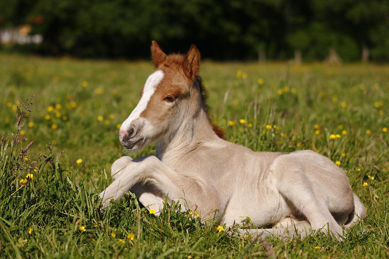 Gabriel von Heidmoor 2 Tage alt (12).jpg